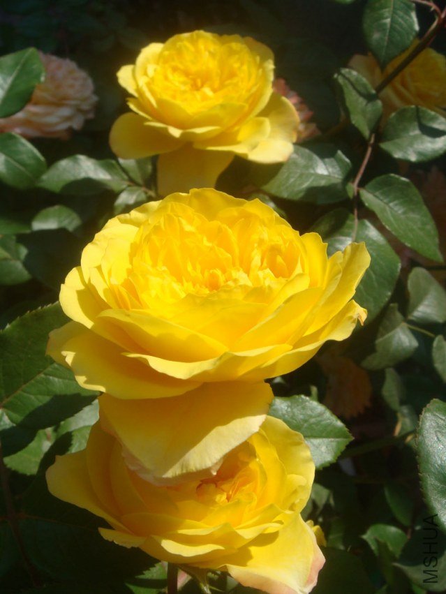 DSC05155.JPG
