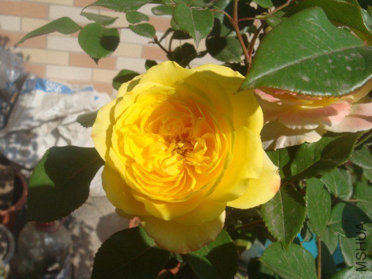 DSC05156.JPG