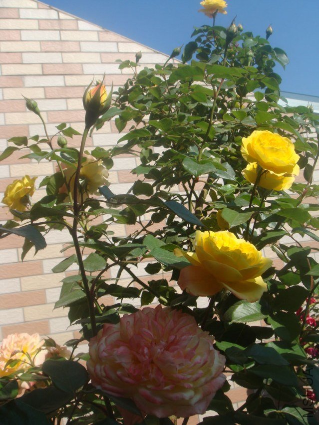DSC05157.JPG