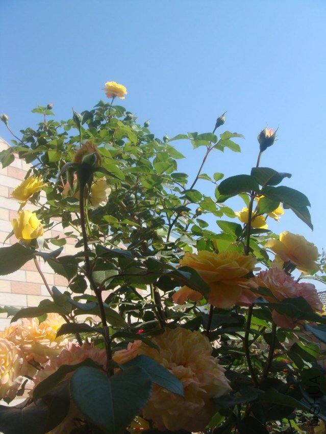 DSC05160.JPG