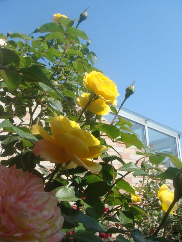 DSC05161.JPG