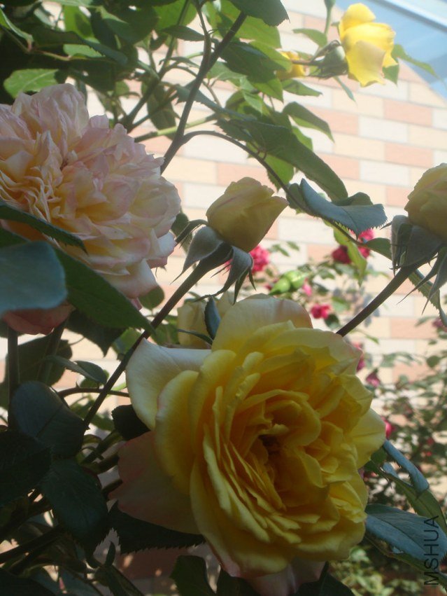 DSC05162.JPG