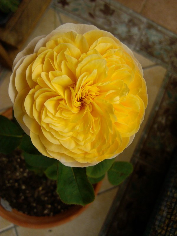 IMG_20120609_101136.jpg
