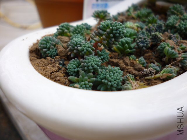 P1000303.JPG