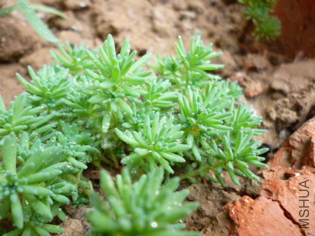 P1000461.JPG