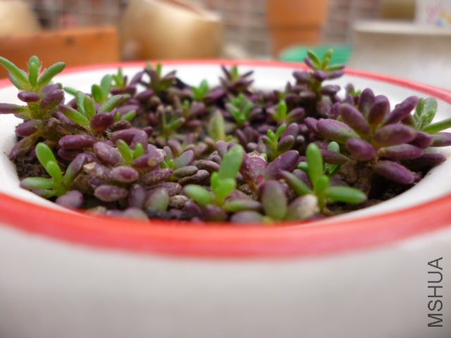 P1000302.JPG
