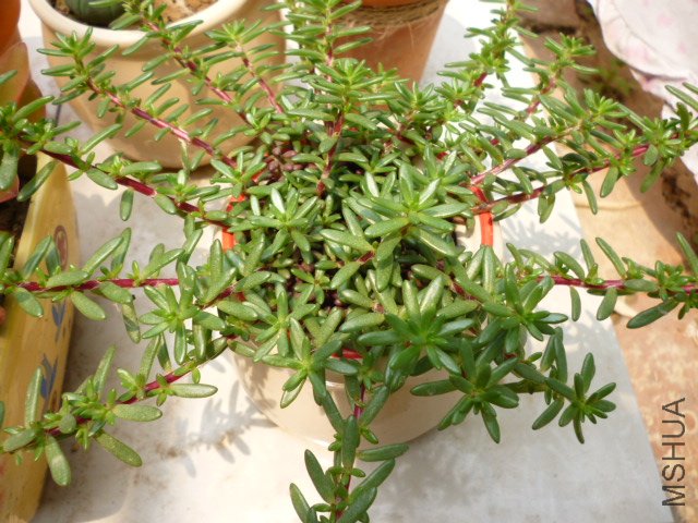 P1000490.JPG