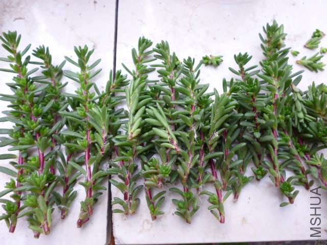 P1000498.JPG