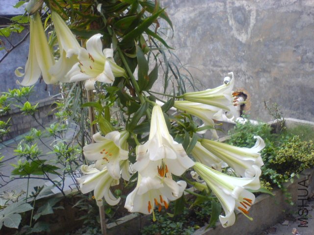 DSC00087.JPG