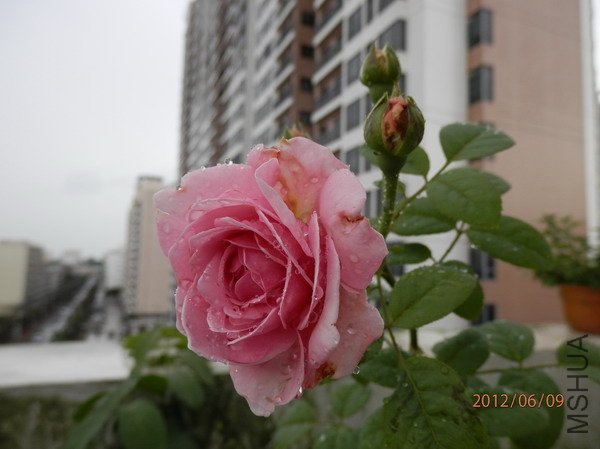 P6090018_��С��С.JPG