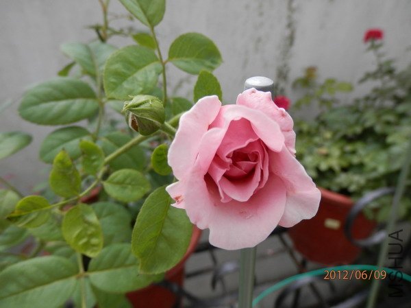 P6090013_��С��С.JPG