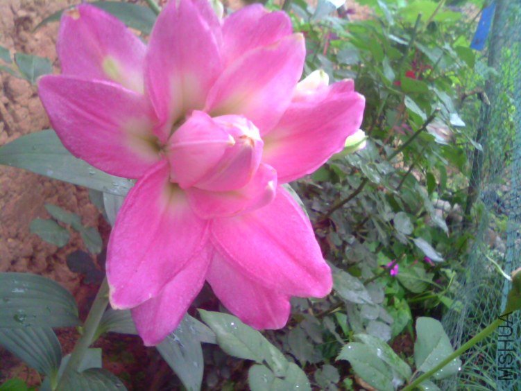 IMG0965A.jpg
