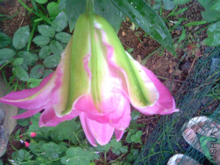 IMG0968A.jpg