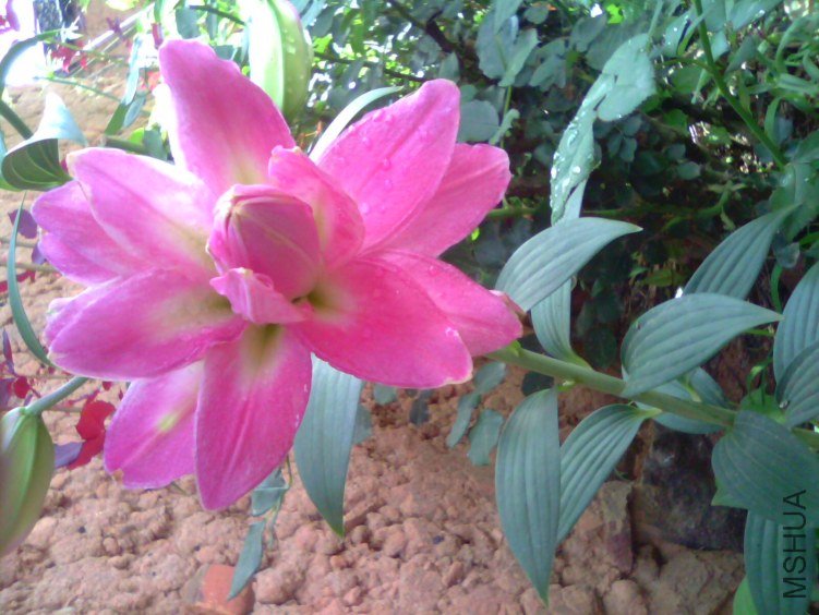 IMG1043A.jpg