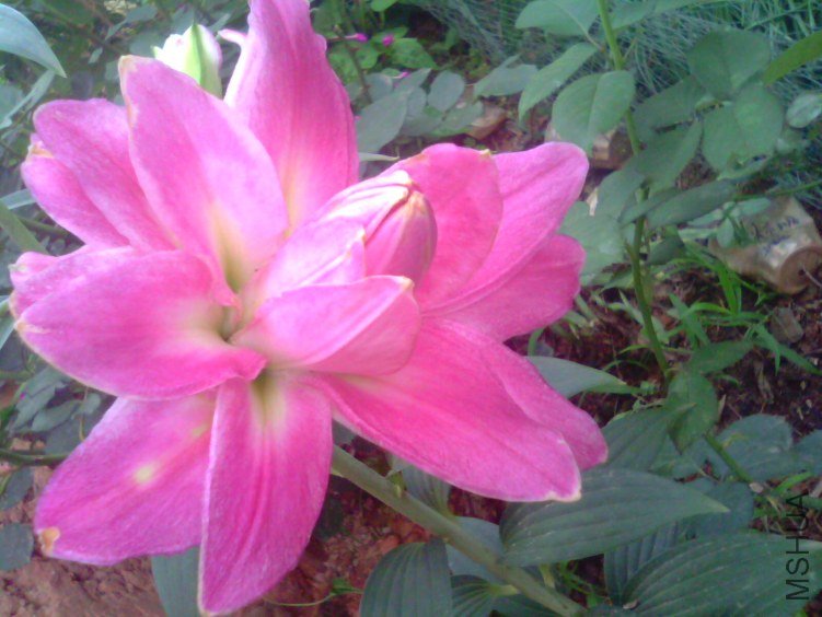 IMG1049A.jpg