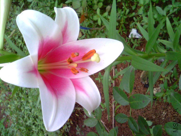 IMG1072A.jpg