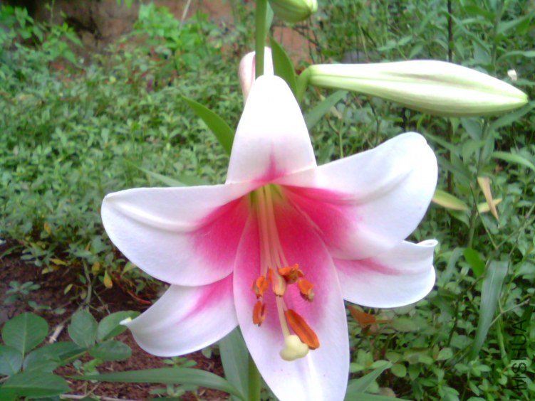 IMG1073A.jpg