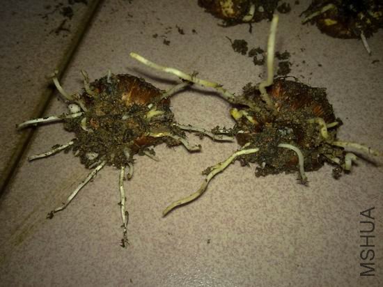 �������ر�����