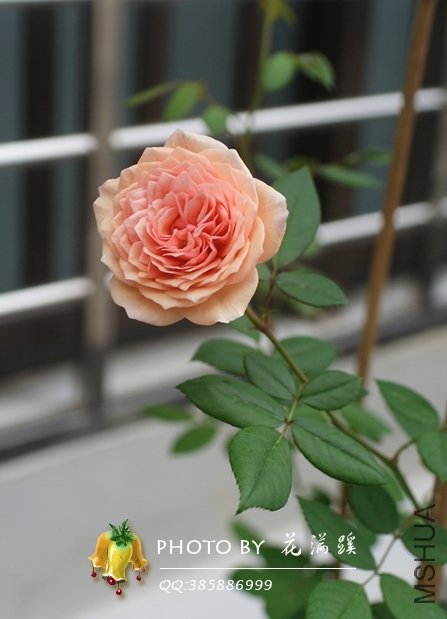 ����.Ī��˹20120522-1.JPG