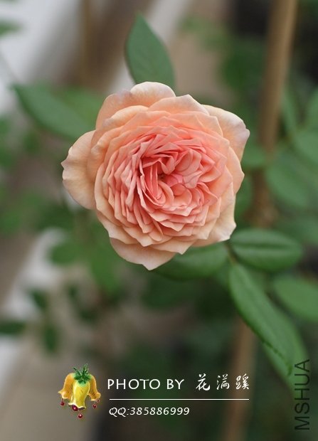 ����.Ī��˹20120522-2.JPG