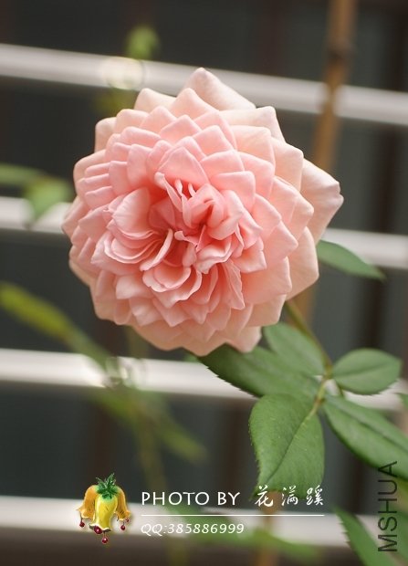 ����.Ī��˹20120522-8.JPG
