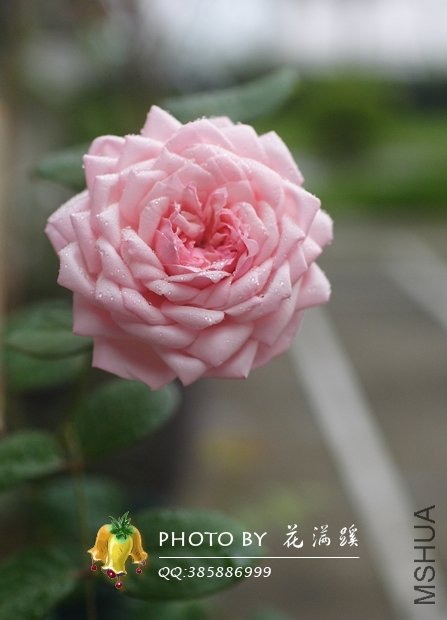 ʥ���󲼼�20120527-1.JPG