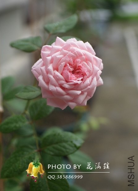 ʥ���󲼼�20120527-2.JPG