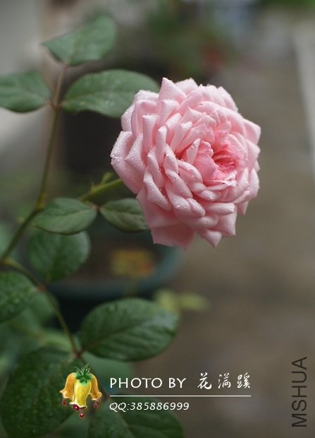 ʥ���󲼼�20120527-3.JPG
