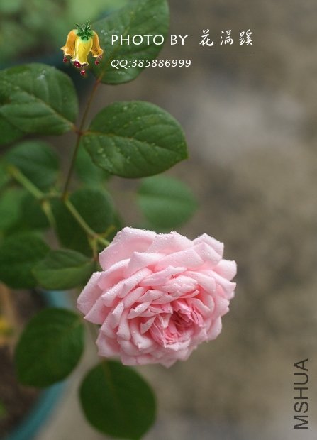 ʥ���󲼼�20120527-4.JPG