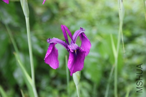 IMG_3626.jpg