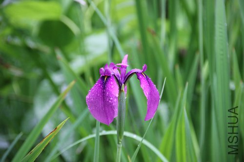 IMG_3637.jpg