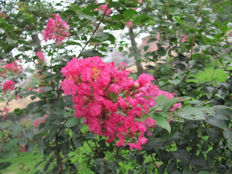 IMG_0067a.jpg