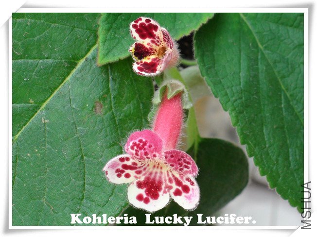 ��è Kohleria  Lucky Lucifer.jpg