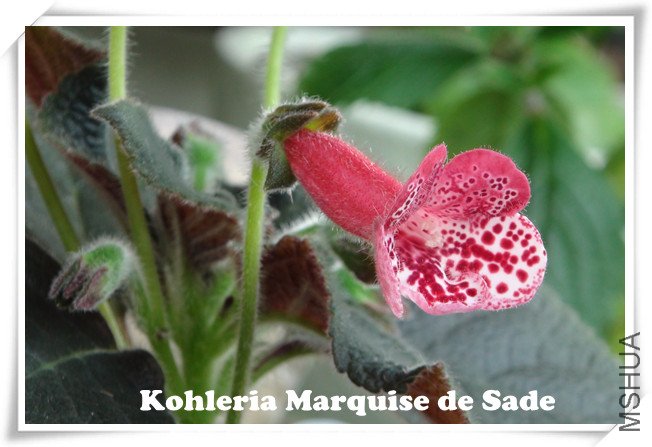 Kohleria Marquise de Sade.jpg