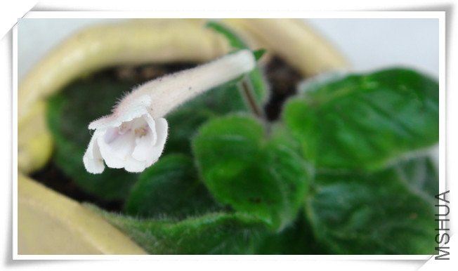 Sinn sky high sport  2.jpg