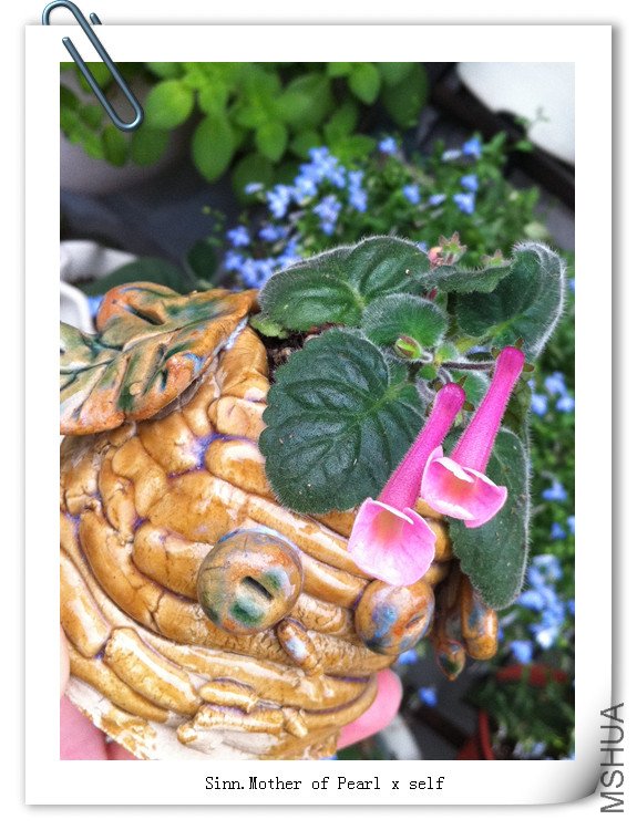 Sinn. Mother of Pearl x self.jpg