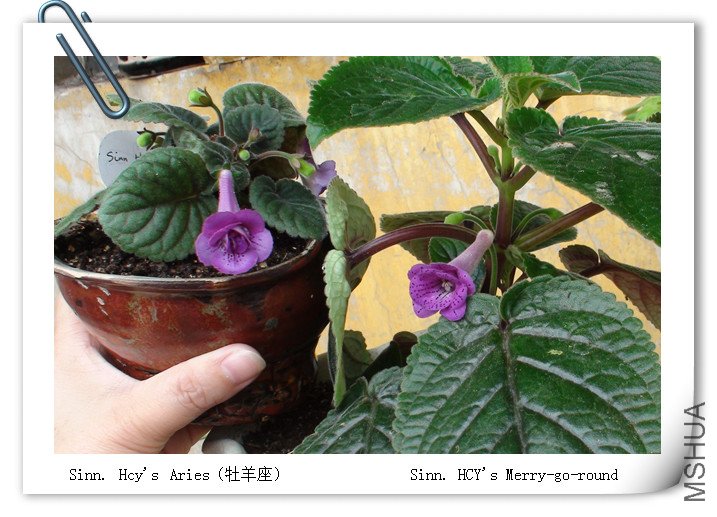 Sinn. HCY\\'s Merry-go-round.jpg