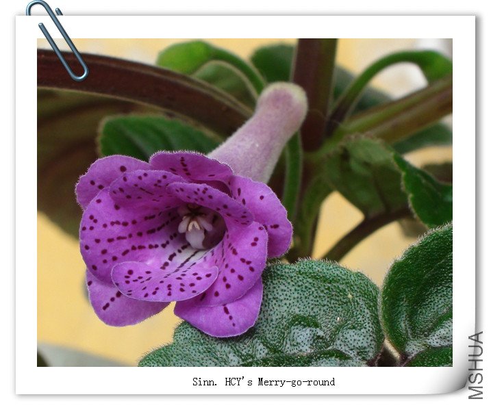 Sinn. HCY\\'s Merry-go-round  2.jpg