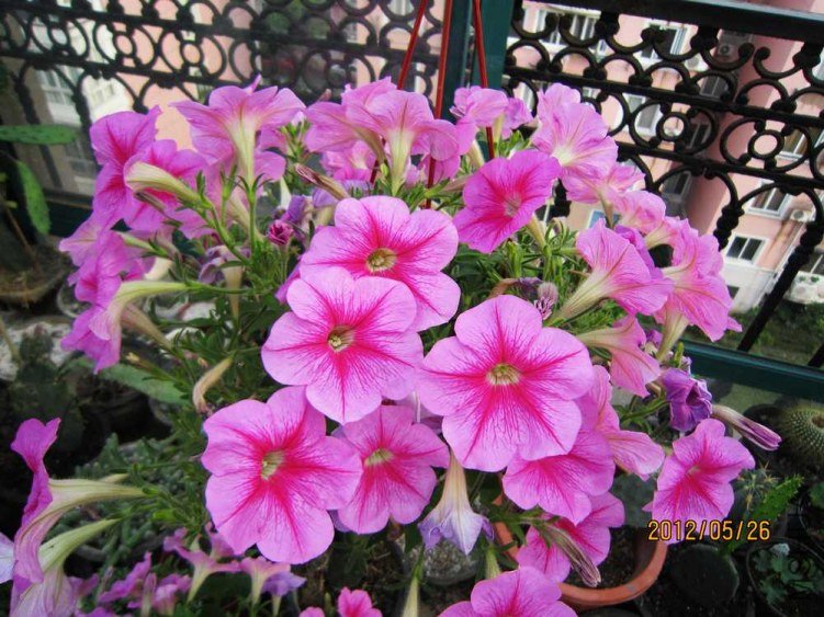IMG_5197.jpg