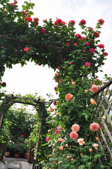 DSC_0012.JPG