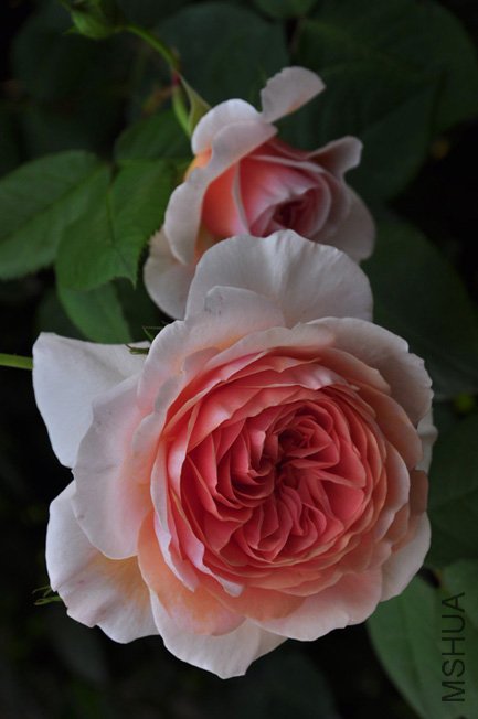 DSC_0032.JPG