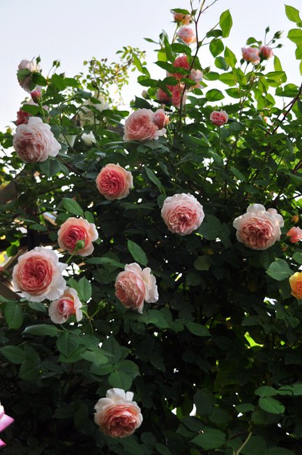 DSC_0102.JPG