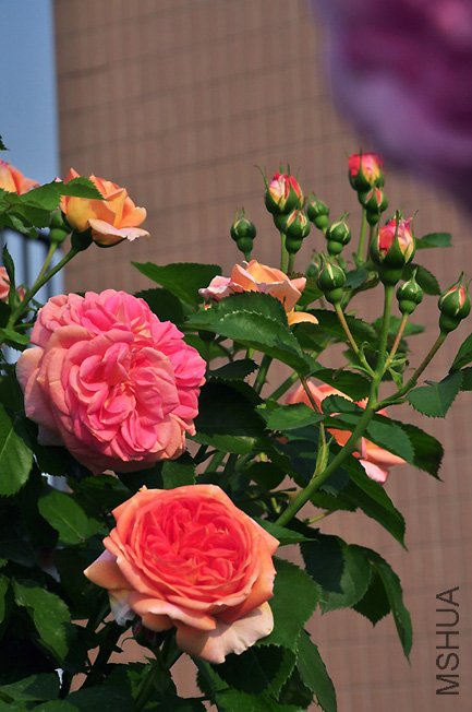 DSC_0045.JPG
