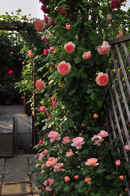 DSC_0069.JPG