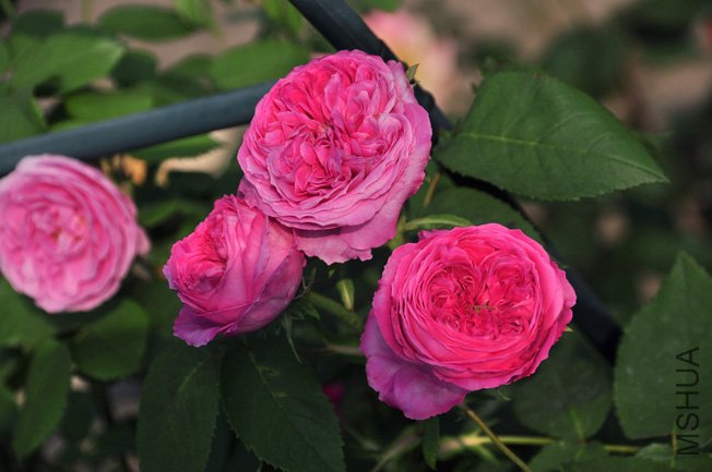DSC_0091.JPG