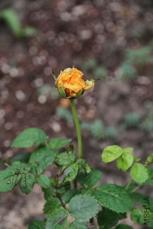 IMG_3627.JPG