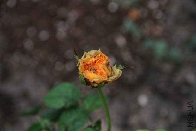 IMG_3628.JPG