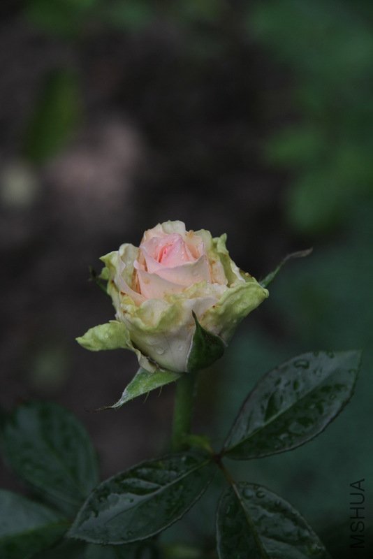 IMG_3630.JPG