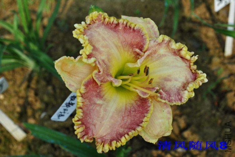 90��ɫ��ɴ(VIOLET VEIL)6.jpg