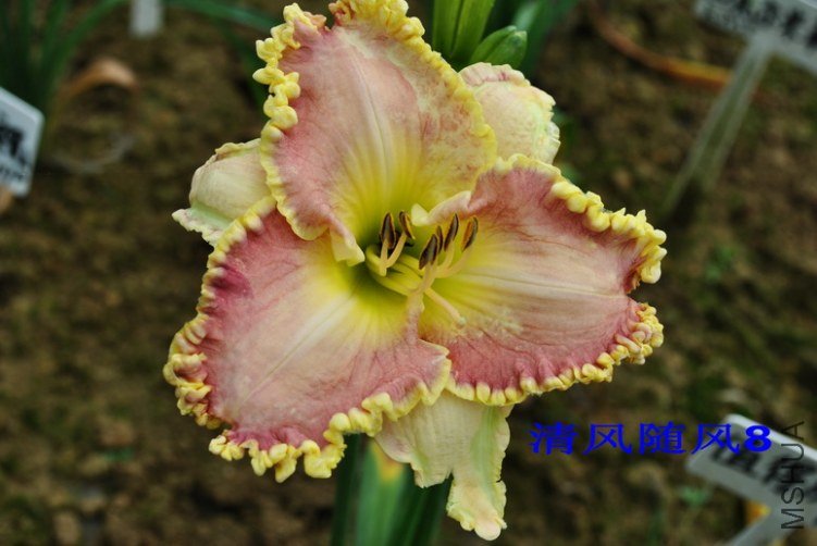 90��ɫ��ɴ(VIOLET VEIL)2.jpg